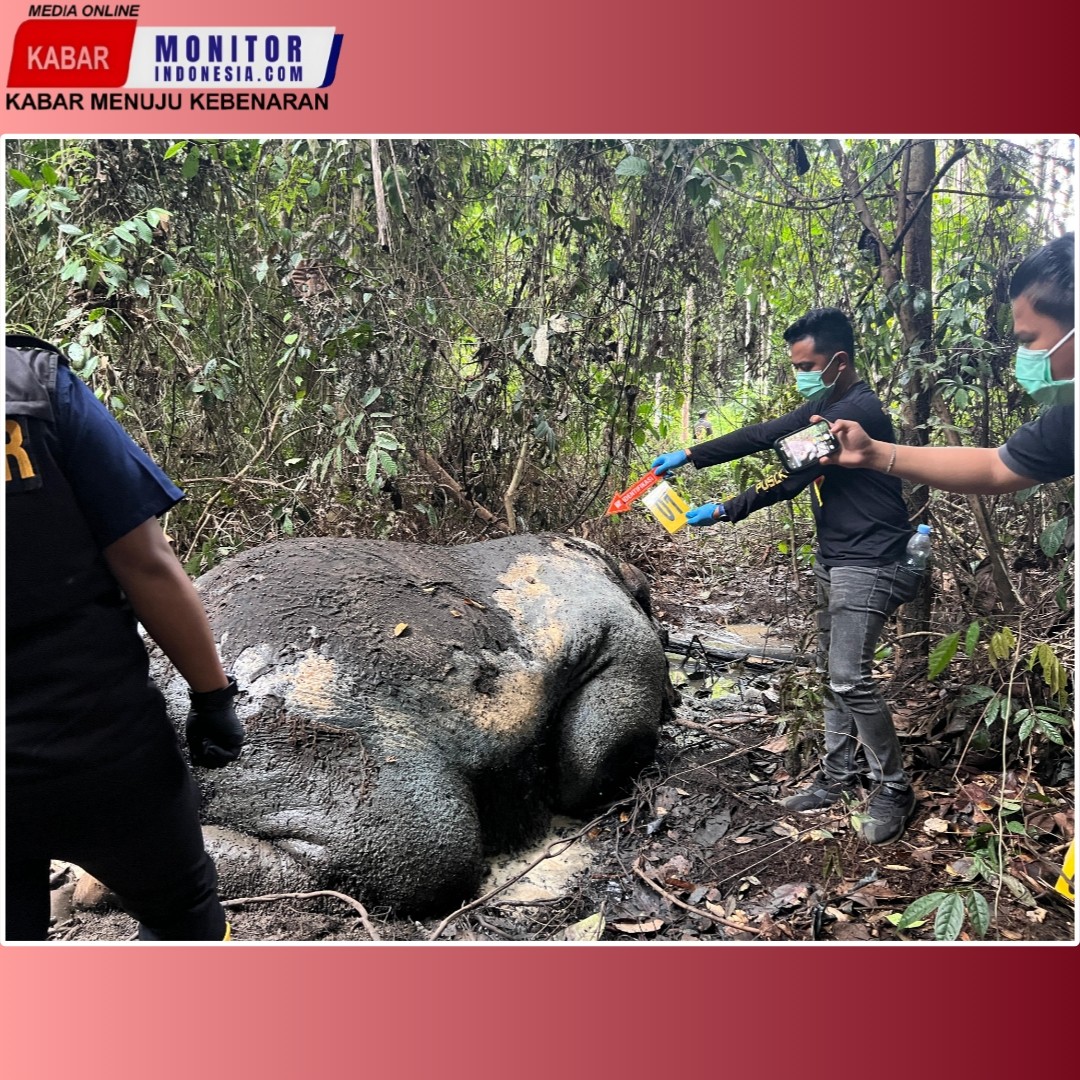 Adanya Penemuan Gajah Mati di Areal hutan dikecamatan Ukui
